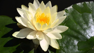 Нимфея Иннер Лайт - кремовый с желтыми лепестками, средний сорт